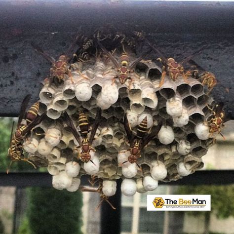 It can be dangerous if wasps have nested in your property! Don’t try to remove them on your own. Instead, contact a professional wasp removal team at (949) 455-0123.  #TheBeeMan #beemanbuzz #beeremoval #waspremoval #yellowjacketremoval #beeremovalandrelocation #beeremovalOrangeCounty #waspremovalOrangeCounty #yellowjacketremovalOrangeCounty #beeremovalandrelocationOrangeCounty Amy Gross, Wasp Removal, Bee Removal, Wasp Nest, Man Projects, Be Dangerous, Yellow Jacket, Wasp, Orange County