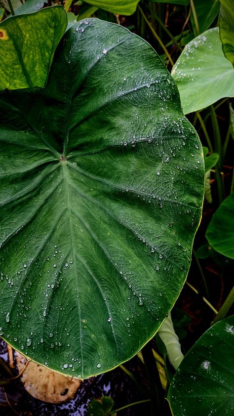 Taro Leaf, Taro Leaves, Foliage Art, Aesthetic Plants, Amazing Plants, Motivation Art, Plant Aesthetic, Motivational Art, Leaf Wallpaper