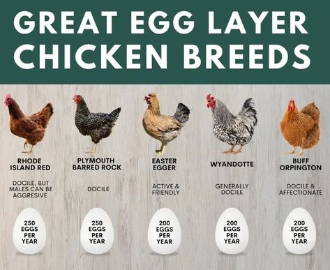 Photos of laying hens and their names. Best Laying Hens, Egg Laying Hens, Chicken Facts, Laying Chickens Breeds, Best Egg Laying Chickens, Laying Chickens, Layer Chicken, Egg Laying Chickens, Backyard Chicken Coop Plans