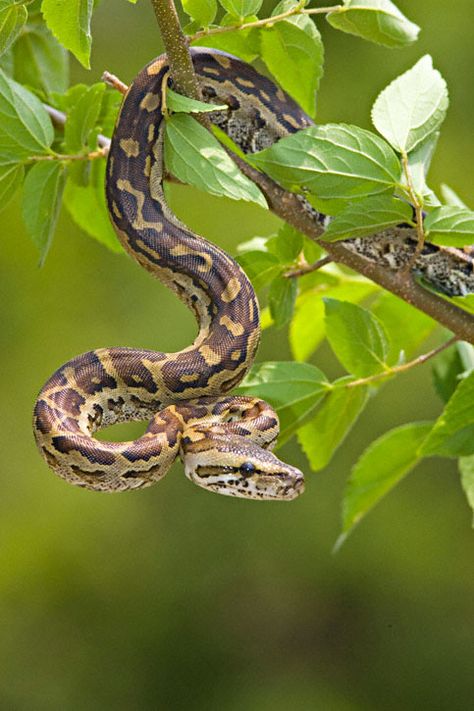 2009 Ghost, Snake Farm, Wildlife Photography Tips, Snake Photos, Burmese Python, Cool Snakes, 15 April, Python Snake, Cute Snake