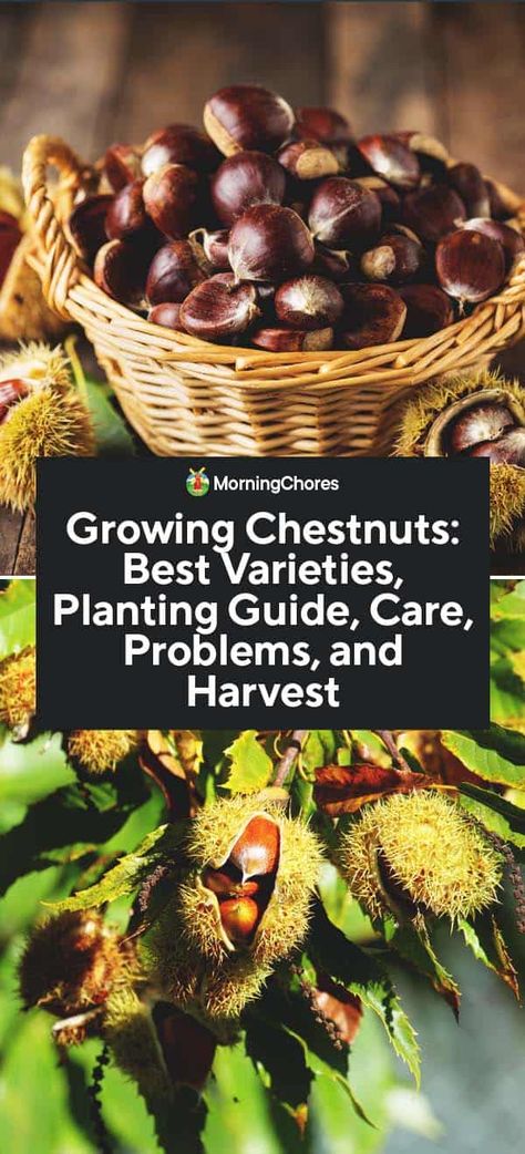 Chestnut Tree: Varieties, Planting from Seeds, Care, Problems, and Harvest Planting From Seeds, Trees Types, Seed Planting, Chestnut Tree, Nut Trees, American Chestnut, Growing Trees, Planting Guide, Homestead Life