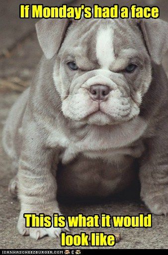 If Monday had a face. #monday #funny #dogs Ugly Dog Breeds, American Bullies, Pitt Bull, Bulldog Francese, Bulldog Puppies For Sale, English Bulldog Puppies, English Bulldog Puppy, Airedale Terrier, American Bully