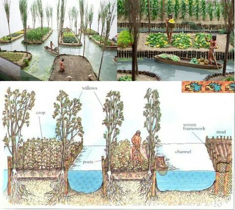 Ancient Agriculture, Food Forest Garden, Floating Garden, Homestead Gardens, Urban Agriculture, Permaculture Design, Edible Landscaping, Forest Garden, Root System