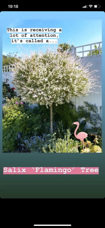 Salix Flamingo Tree, Flamingo Tree, Outdoor Projects, Backyard Garden, Garden Inspiration, Garden Landscaping, Flamingo, Garden Design, Landscaping