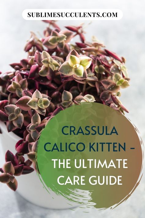 Calico Kitten is a trailing or creeping succulent that is typical of the Crassula species. Sublime Succulents has compiled a guide on how to care for this colorful plant. We identify how much sun and water it requires as well as the optimal soil conditions and containers in which it thrives best. To propagate this succulent, we give you step by step instructions to use offsets, cuttings and seeds. Download our report here… #calicokittensucculent #crassulacalicokitten #calicokittenplant Calico Kitten Succulent, Outdoor Succulents, Indoor Succulents, Colorful Plant, Calico Kitten, Colorful Succulents, Succulent Care, Succulents Indoor, Traditional Garden