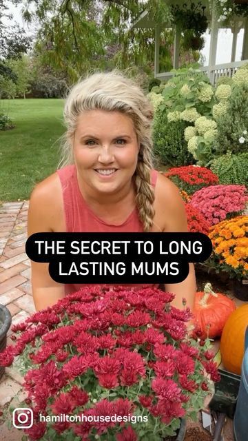 Mums Outdoor Decor, Mum Garden Bed, Mums In Front Of House, Pumpkin Mums Fall Decorating, Mums Front Steps, Mums In Flower Boxes, Front Door Mum Decor, Mums Hanging Basket, Are Mums Perennials