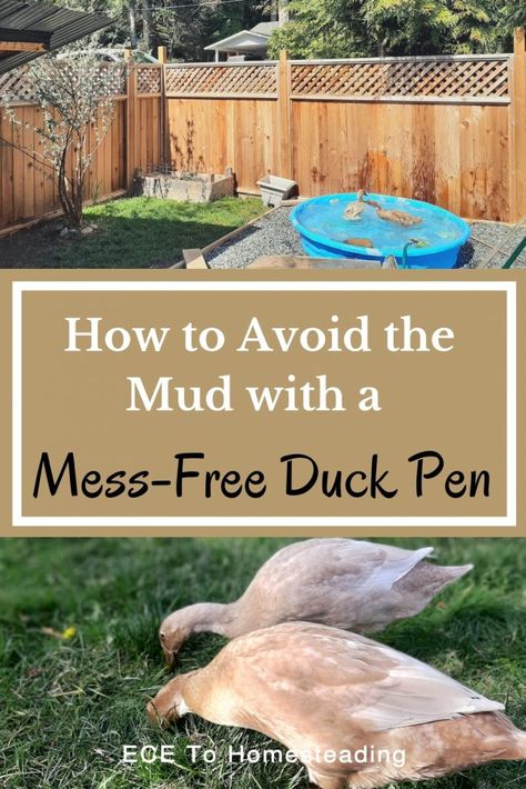 Duck Pen Ideas, Duck House Diy, Duck Waterer, Duck Feeder, Duck Enclosure, Duck House Plans, Duck Pen, Duck Pens, Backyard Ducks