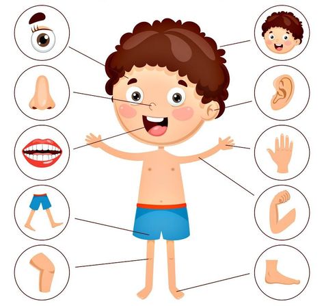 My Body Parts For Kids, Human Body Parts For Kids, My Body Worksheets For Kids, Body Worksheets For Kids, The Human Body For Kids, Body Parts Preschool Activities, Body Parts For Kids, Body Preschool, Body Parts Preschool