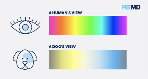 Are Dogs Color Blind? Examples of Dog Color Vision | PetMD Dog Vision, Daycare Business, Micro Car, Colour Spectrum, Color Vision, Fancy Watches, Daycare Ideas, What Dogs, Color Blind