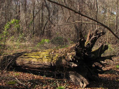 Old fallen tree by B A Bowen Photography, via Flickr Fallen Tree Trunk, Fallen Tree Drawing, Fall Trees Photography, Forest Reference, Tree Trunk Drawing, Character Journal, Art Knowledge, Fall Tree Painting, Better Grades