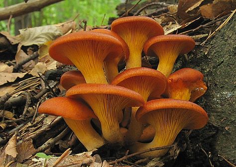 Omphalotus olearius Jack O Lantern Mushroom, Mushroom Forest Reference, Werewere Kokako Mushroom, Poisonous Mushrooms Illustration, Fungi Illustration, Poison Fire Coral Mushroom, Insect Photos, Yard Sculptures, Edible Mushrooms