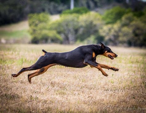 Foxfire Dobermans The finest Dobermans in the world! Doberman Running, Doberman Puppies For Sale, Chihuahuas Dogs, German Pinscher, Doberman Love, Dangerous Dogs, Doberman Puppy, Doberman Dogs, Dog Bath