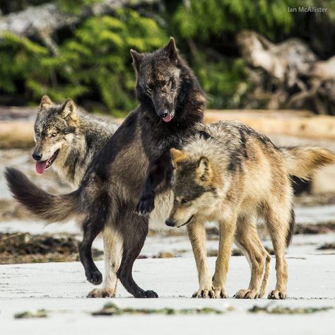 “For sea wolves, what appears to be a #sundayfunday romp is much more. Playtime and other bonding activities are rituals that help to establish the social…” Wolf Poses, Wolf World, Sea Wolf, Wolf Images, Wolf Photos, Timber Wolf, Wolf Love, Wild Wolf, Wolf Drawing