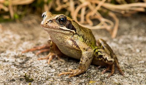 Common Toad, Frog Facts, Frog Habitat, Common Frog, Wildlife Facts, Woodlice, Frog Species, Science Articles, List Of Animals