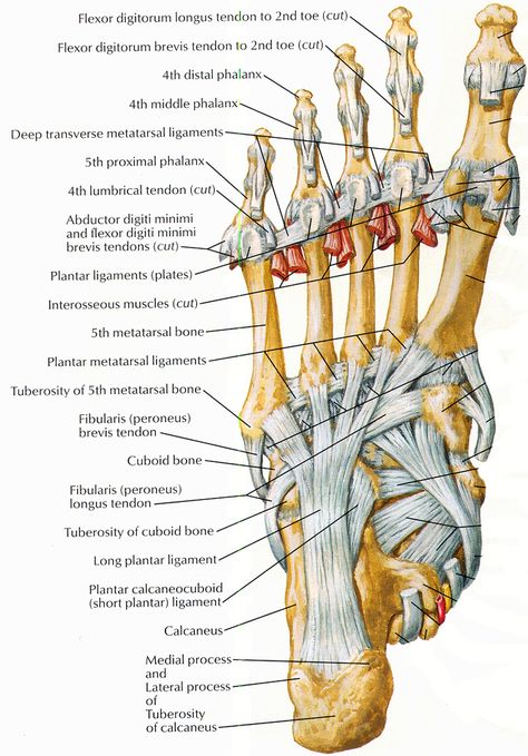 ligaments and tendons of foot netter Ankle Anatomy, Foot Anatomy, Ligaments And Tendons, Basic Anatomy And Physiology, Human Body Anatomy, Muscle Anatomy, Human Anatomy And Physiology, Medical Anatomy, Body Anatomy