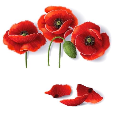 Flying Bird Silhouette, Flowers Poppy, Armistice Day, Bird Silhouette, Vector Flowers, Peach Blossoms, Birds Flying, Red Poppies, Orange Flowers