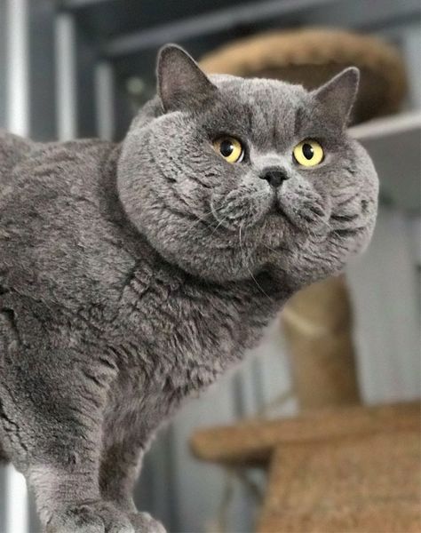 British Shorthair, Russian, Burmese or Korat - Which Blue Cat is that? - Oaks Ambition British Shorthair White Bengal Cat, British Blue Cat, Russian Cat, Purebred Cats, Chubby Cat, Korat, Grey Kitten, Cat Breeder, Russian Blue Cat