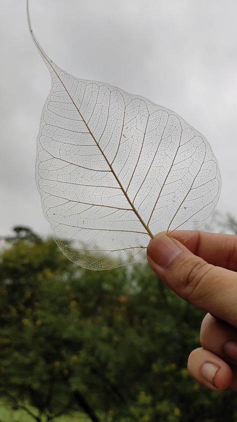 Sacred fig transparent skeleton leaf Leaf Skeleton Tattoo, Skeleton Leaf Tattoo, Leaf Skeleton Diy, Leave Skeleton, Diy Keychain Holder, Leaf Skeleton Art, Peepal Leaf Art, Skeleton Leaf Art, Leaves Room Decor