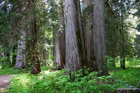 Ross Creek Cedar Grove, Montana Coastal Redwood, Cedar Grove, Plant Covers, Cedar Trees, Red Cedar, Western Red Cedar, Nature Trail, Travel Information, Small Trees