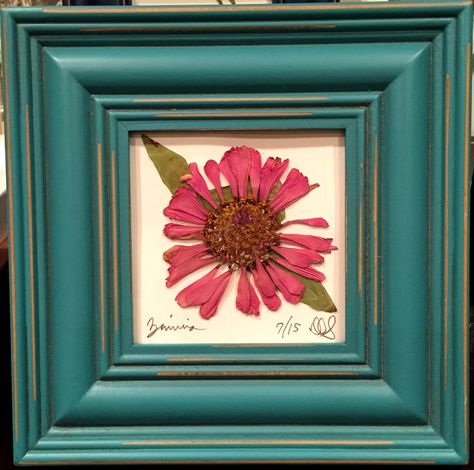 Pressed Zinnias, Philadelphia Street, Pressing Flowers, Pressed Botanicals, Botanical Artwork, Pressed Flower Art, Home Flowers, Pressed Flower, Pressed Flowers