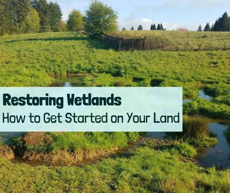 Wetland Restoration Design, Wetland Restoration, Native Plant Gardening, Outdoor Education, Survival Gardening, Water Projects, Moving Water, Landscape Design Plans, Landscape Architecture Design