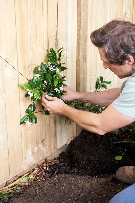 How to make a pretty wire trellis for your garden | Better Homes and Gardens Climbing Roses Trellis, Yard Crashers, Clematis Trellis, Evergreen Climbers, Wire Trellis, Rose Trellis, Diy Trellis, Wire Fence, Chelsea Flower