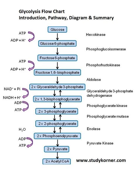 Glycolytic Pathway, Glycolysis Notes, Glycolysis Diagram, Respiration In Plants, Flow Chart Ideas, Glycolysis Pathways, Medical Inspiration, What Is Intelligence, Meditation Steps