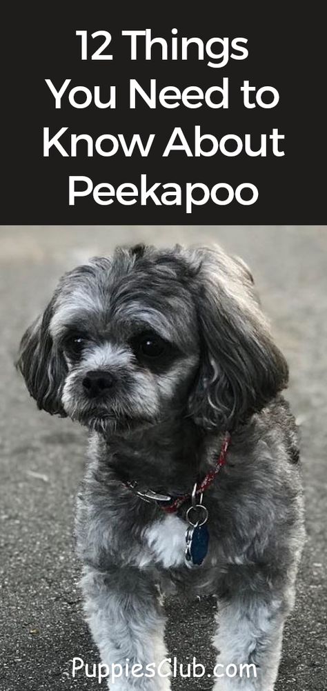 12 Things You Need to Know About Peekapoo  #poodlemix #poodle #dogs #pekingese Pekapoo Dog, Peekapoo Puppies, Peek A Poo Dog, Peekapoo Dog, Peek A Poo, Puppy Facts, Poodle Mix Dogs, Dog Advice, Pekingese Dogs