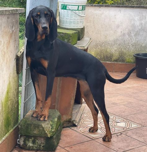 Puppy Space, Black And Tan Coonhound, Hunting Dogs Breeds, 2025 Board, Walker Coonhound, Every Dog Breed, All Breeds Of Dogs, Disabled Dog, Animal References