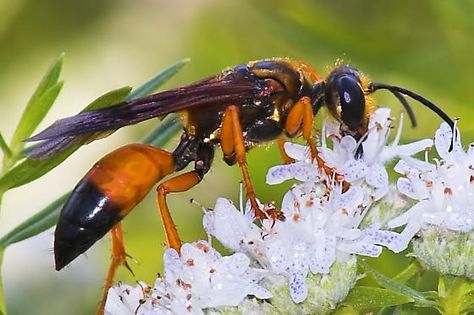 great golden digger wasp - these are a blessing to your garden as they rarely sting, they rid you of other insects and they pollinate, which we all want! Types Of Wasps, Bug Reference, Wasp Photography, Wasp Symbolism, Wasp Avengers, Executioner Wasp, Yellow Jacket Wasp, Tarantula Hawk, Diverse Family