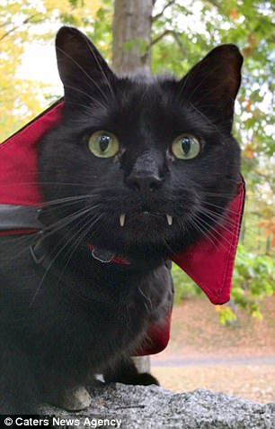 Animals Dressed Up, Cat Halloween Costume Pet, Cat Vampire, Black Cat Halloween Costume, Spirit Halloween Costumes, Gothic Cat, Cat Dressed Up, Vampire Cat, Fall Cats