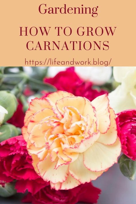 Garden And Yard - How To Grow Carnations Carnation Plants, Flower Fertilizer, Garden Rocks, Types Of Insects, Zinnia Flowers, Carnation Flower, Organic Fertilizer, Life Happens, Flower Bud