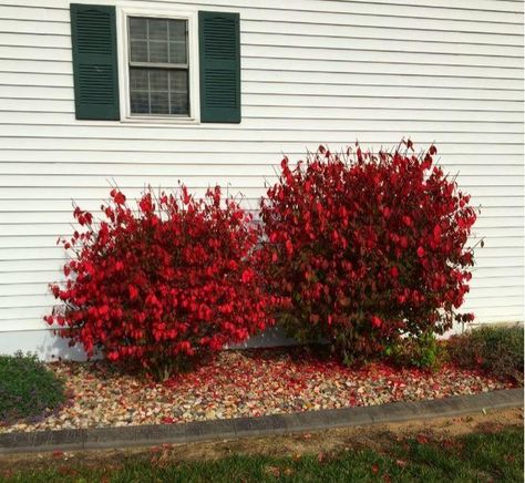 Burning Bushes Landscaping, Burning Bush Landscaping, Shade Garden Landscaping, Shrubs Shade, Burning Bush Plant, Burning Bush Shrub, Pruning Trees, Shrubs For Landscaping, Landscape Backyard