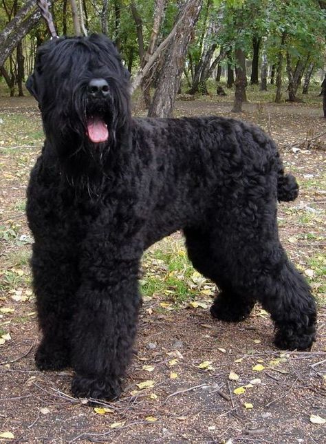 65+ Best Black Russian Terrier Dog Names Russian Dog Breeds, Working Dog Breeds, Russian Dogs, Russian Terrier, Working Dogs Breeds, Black Russian Terrier, Every Dog Breed, Black Russian, Giant Schnauzer