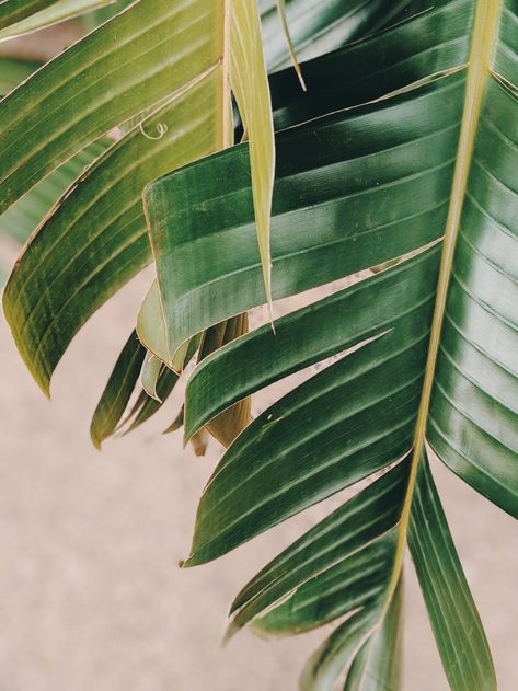 Eco Therapy, Leaf Photography, Eco Friendly Beauty, Plant Based Skincare, Plant Photography, Banana Leaves, Close Up Photography, Banana Leaf, Tropical Vibes