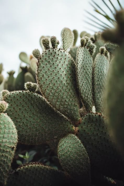 Cactus Photography, Green Cactus, Cactus And Succulents, Cactus Y Suculentas, Background Pictures, Cacti And Succulents, Green Aesthetic, Plant Life, Plant Decor