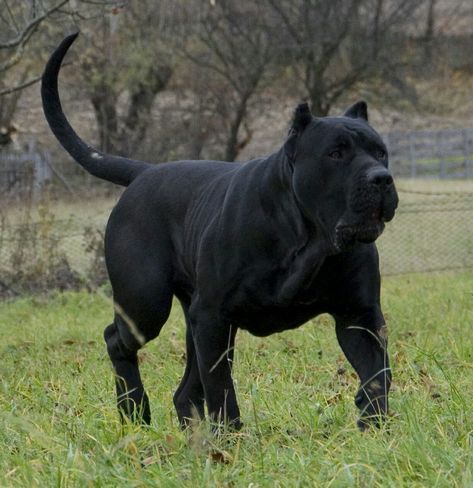 My mastiff of choice Presa Camaro... Animal Tumblr, Presa Canario, America Funny, Corso Dog, Scary Dogs, Funny Animal Pictures, Training Your Dog, Big Dogs, Tumblr Funny