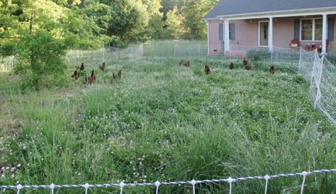 DIY Project: Build Your Own Collapsible Chicken Run - Hobby Farms Pasture Chicken Coop, Chicken Pasture, Market Farming, Plants For Chickens, Rotational Grazing, Backyard Chicken Farming, Raising Backyard Chickens, Farm Stuff, Free Range Chickens