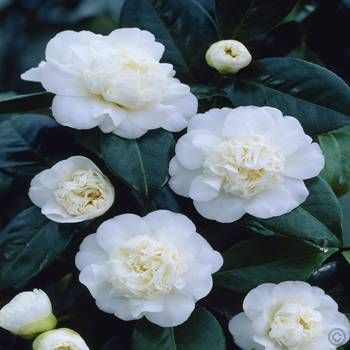 Camellia japonica white - 1 shrub Buy online order yours now Camellia White, Camelia Japonica, White Flower Garden, Beautiful White Flowers, Camellia Flowers, Orchids Flowers, April Flowers, Camellia Japonica, Most Beautiful Gardens