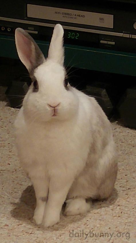 Poised bunny sits so nicely for a photo - June 15, 2017 Bunny Reference, Silly Bunny, Human Hearts, Bunny Sitting, Little Bunny Foo Foo, Daily Bunny, Meat Rabbits, Bunny Hutch, A Wonderful Life