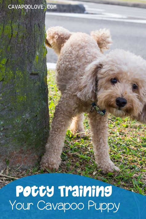 Male Cavapoo puppy lifting his leg against a tree Cavapoo Training, Cavapoo Puppy, Train Your Puppy, Cavapoo Puppies, 4 Month Olds, Training Your Puppy, How To Train, Potty Training, Puppy Training