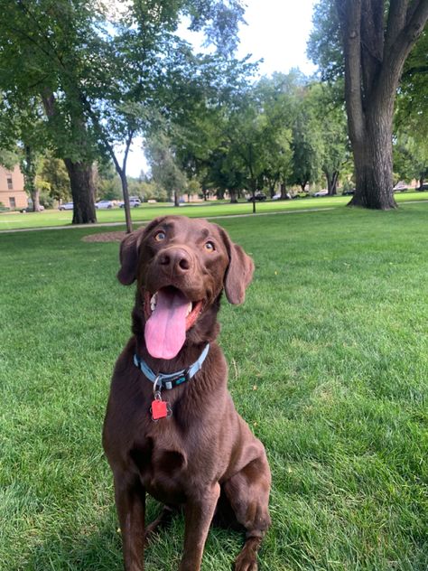 Brown Retriever, Brown Labrador Retriever, Chocolate Lab Aesthetic, Pitbull Lab, Brown Lab, Brown Labrador Aesthetic, Chocolate Labradors, Big Brown Dog, English Labrador