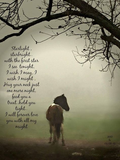 ♥ Starlight, starbright, with the first star I see tonight.  I wish I may, I wish I might, Hug your neck just one more night, feed you a treat, hold you tight.  I will forever love you with all my might! Horse Poems, Equine Quotes, Horse Quote, Horse Sayings, Inspirational Horse Quotes, Horse Riding Quotes, Equestrian Quotes, Horse Memorial, Cowgirl Quotes