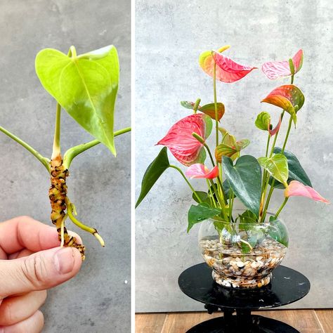 Money Tree Plant Care, Anthurium Care, Plants Grown In Water, Repotting Plants, Money Tree Plant, Succulent Garden Landscape, Anthurium Plant, Anthurium Flower, Household Plants