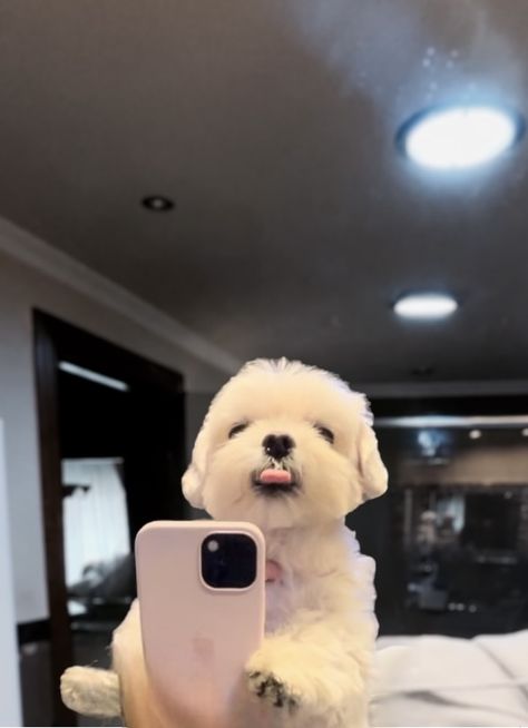 Puppy Mirror Selfie, Cute Dog Selfie, Dog Holding Phone, Dogs Taking Selfies, Dog Mirror Selfie, Dog Taking Selfie, Dog With Phone, Pfp Dog, Iphone Mirror Selfie