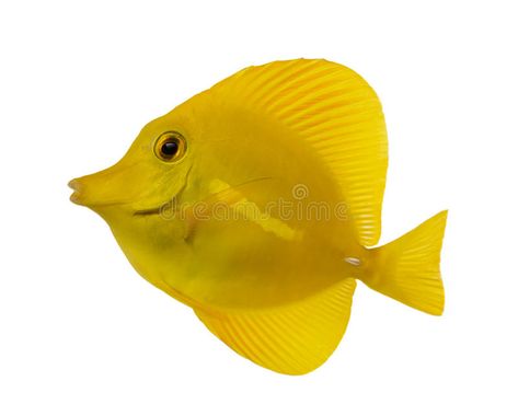 Side view of a Yellow Tang, Zebrasoma flavescens. Isolated on white , #affiliate, #Yellow, #Tang, #Side, #view, #Isolated #ad