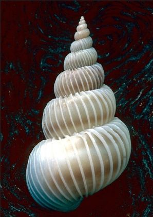 Wentletrap Wentletrap Shell, Spirals In Nature, Seashells Photography, Fibonacci Spiral, Ocean Treasures, Shell Collection, She Sells Seashells, Shell Art, Sumi E