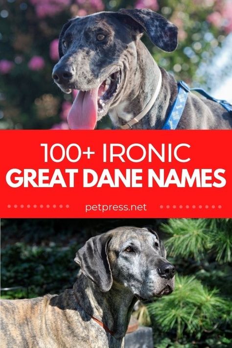 100+ Ironic Great Dane Names: Ironic Name Ideas for Your Big Dog Great Dane Mix Dog Breeds, Blue Great Dane Puppies, Puppies Names Female, Great Dane Colors, Dog Name Ideas, Small Dog Names, Great Dane Names, Merle Great Danes, Cute Puppy Names