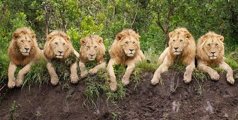 World Lion Day, Safari Tour, Bird Photography, Animal Photo, Beautiful Cats, Big Cats, Cat Pics, Tanzania, Wild Cats