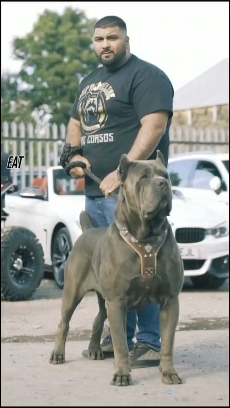 Cute Cane Corso, King Corso Dog, Chien Cane Corso, Cane Corso Dog Breed, Cane Corso Italian Mastiff, Italian Mastiff, Bully Breeds Dogs, Pitt Bull, Big Dog Breeds